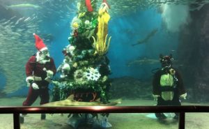 海洋大水槽に巨大クリスマスツリーが登場