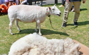 ヒツジの毛刈り