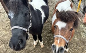 きのこの森　春休みお楽しみ企画